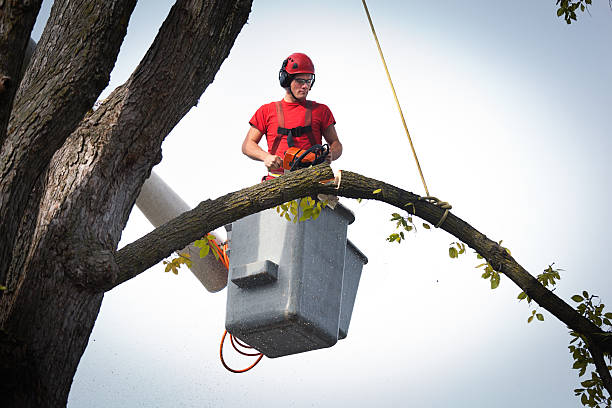 Best Tree Trimming and Pruning  in Golden Beach, MD