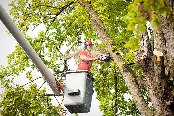 Best Tree Disease Treatment  in Golden Beach, MD