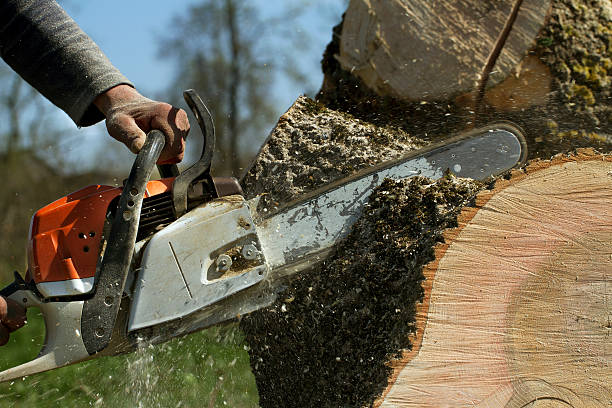 Best Firewood Processing and Delivery  in Golden Beach, MD